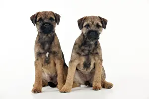 DOG - Border terrier puppies sitting together (13 weeks old)