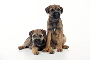 DOG - Border terrier puppies sitting together (13 weeks old)