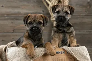Border Terriers Prints: DOG - Border terrier puppies sitting in a box (13 weeks old)