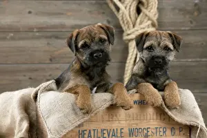 Pups Prints: DOG - Border terrier puppies sitting in a box (13 weeks old)