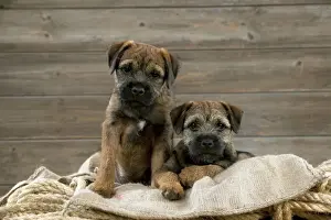 DOG - Border terrier puppies sitting on a pile of ropes (13 weeks old)