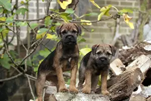 Logs Prints: DOG - Border terrier puppies standing on a wood pile (13 weeks old)