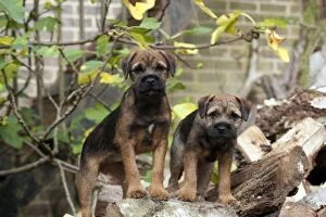 Images Dated 12th October 2011: DOG - Border terrier puppies standing on a wood pile (13 weeks old)