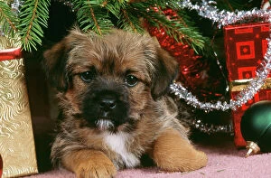 DOG - Border Terrier Puppy under Christmas Tree