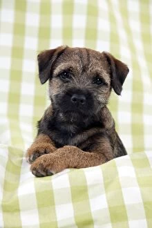 Images Dated 12th October 2011: DOG - Border terrier puppy sitting on a blanket