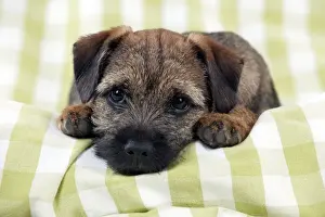 Blanket Prints: DOG - Border terrier puppy sitting on a blanket