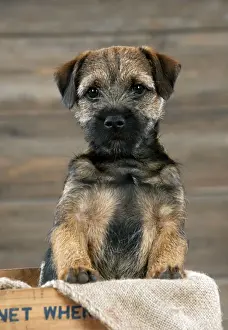 DOG - Border terrier puppy sitting in a box (13 weeks old)