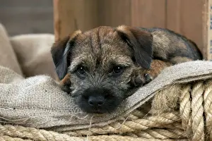 DOG - Border terrier puppy sitting in a box (13 weeks old)