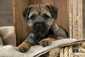 Pups Prints: DOG - Border terrier puppy sitting in a box (13 weeks old)