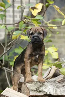 Logs Prints: DOG - Border terrier puppy standing on a wood pile (13 weeks old)