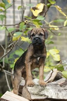 Images Dated 12th October 2011: DOG - Border terrier puppy standing on a wood pile (13 weeks old)