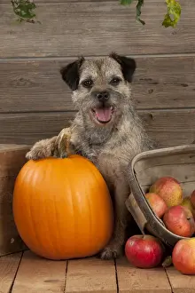 Fruits Prints: DOG - Border terrier sitting with pumpkin and a basket of apples