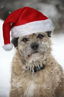 DOG - Border terrier in snow wearing a Christmas hat