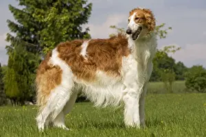 Dog - Borzoi / Russian Wolfhound