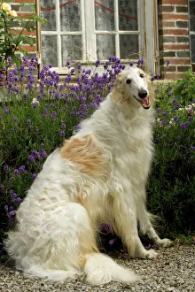 Borzoi / Russian Wolfhound - sitting