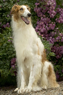 Borzoi / Russian Wolfhound - sitting