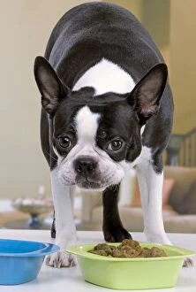 Images Dated 21st January 2012: Dog - Boston Terrier