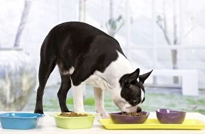 Images Dated 21st January 2012: Dog - Boston Terrier