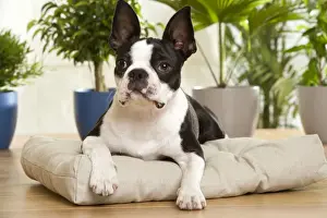 Dog - Boston Terrier