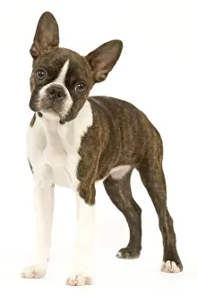 Dog - Boston Terrier