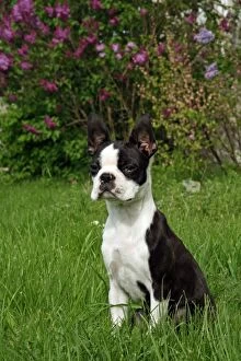 Images Dated 17th April 2006: Dog - Boston Terrier - 4 months old