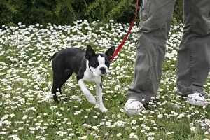 Images Dated 16th April 2006: Dog - Boston Terrier - 4 months old on lead in garden