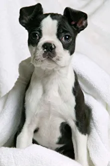 Images Dated 17th March 2006: Dog - Boston Terrier