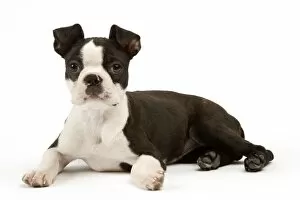 Images Dated 28th March 2006: Dog - Boston Terrier
