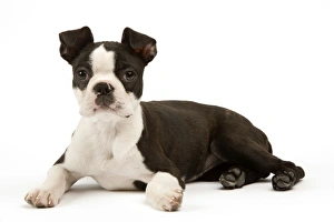 Images Dated 28th March 2006: Dog - Boston Terrier