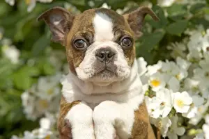 Dog - Boston Terrier