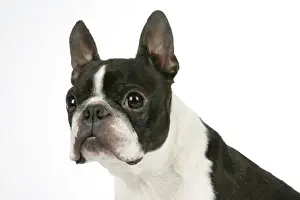 Ugly Prints: Dog - Boston Terrier