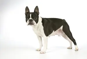 Dog - Boston Terrier