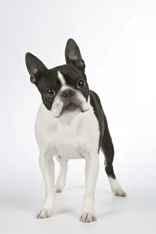 Dog - Boston Terrier