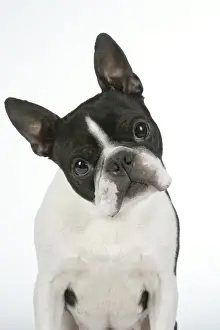 Dog - Boston Terrier
