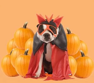 Halloween Gallery: Dog - Boston Terrier