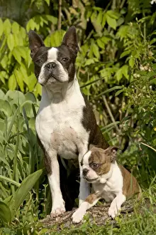 Boston Terriers Prints: Dog - Boston Terrier adult & puppy