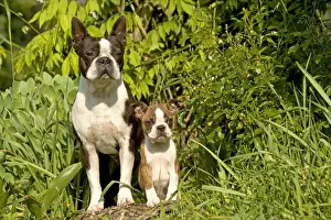 Dog - Boston Terrier, adult and puppy