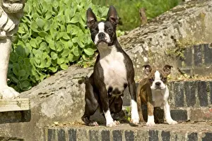 Dog - Boston Terrier adult and puppy