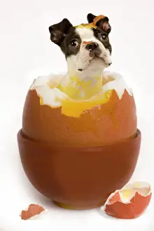 Eggs Prints: Dog - Boston Terrier - in boiled egg