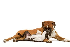 Boxers Collection: Dog - Boston Terrier and Boxer playing in studio