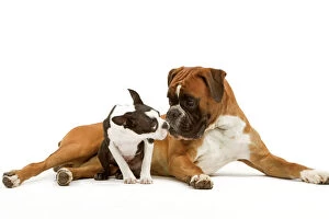 Work Breeds Collection: Dog - Boston Terrier and Boxer sniffing each other in studio