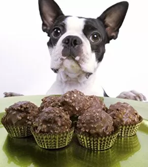 Boston Terriers Gallery: Dog - Boston Terrier - with chocolate cakes