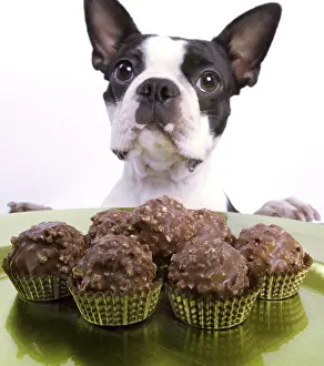 Boston Terriers Prints: Dog - Boston Terrier - with chocolate cakes