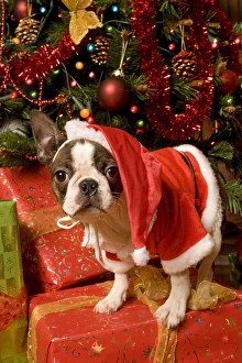Dog - Boston Terrier standing up