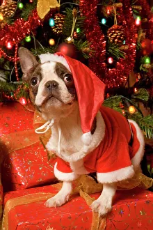 Dog - Boston Terrier standing up