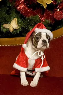 Dog - Boston Terrier with Christmas decorations