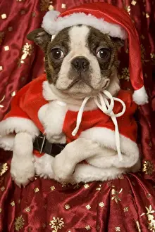 Dog - Boston Terrier with Christmas decorations