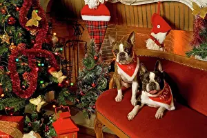 Quirky Prints: Dog - Boston Terrier with Christmas decorations