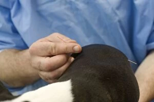 Dog - Boston Terrier being examined by vet