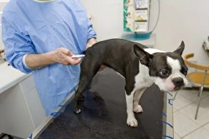 Boston Gallery: Dog - Boston Terrier being examined by vet - checking